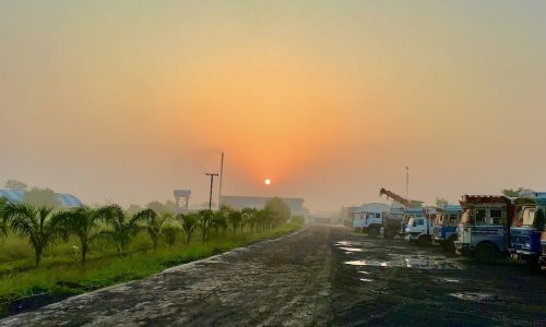 Sunset View of Plant